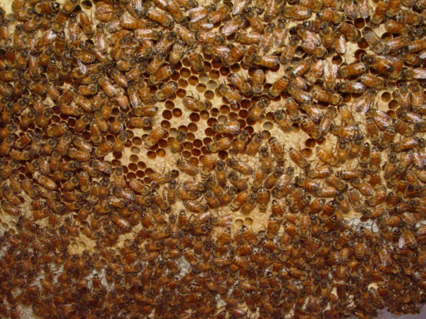 Photo of honey bee hive courtesy of Mandt Honey Works of Stoughton WI
