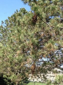 Photo of honey bee hive in tree ready for swarm removal by Mandt Honey Works of Stoughton Wisconsin