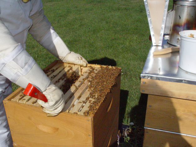 Photo of honey bee hive tended by Scott Wegner of Mandt Honey Works of Stoughton WI