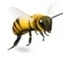 Picture of Mandt Honey Works honey bee